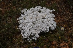 Linum appressum appressum