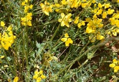 Coronilla minima lotoides