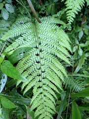 Microlepia strigosa