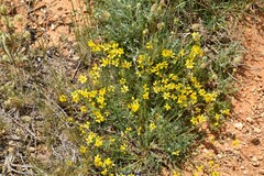 Coronilla minima lotoides