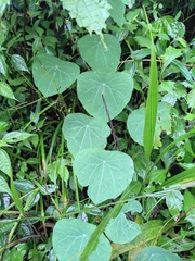 Stephania cephalantha