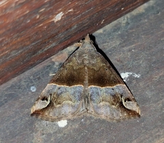 Dichromia erastrialis