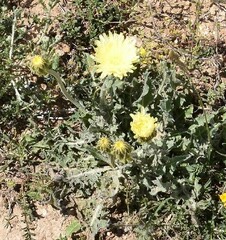 Crepis albida