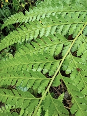 Microlepia strigosa