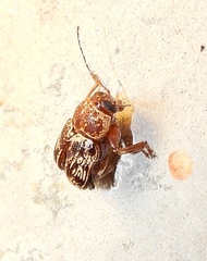 Pachybrachis turbidus