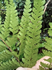 Microlepia strigosa