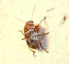 Pachybrachis turbidus