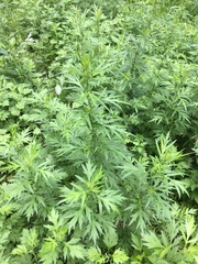 Artemisia vulgaris