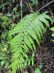 Microlepia strigosa