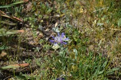 Centaurea graminifolia