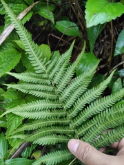 Christella acuminata