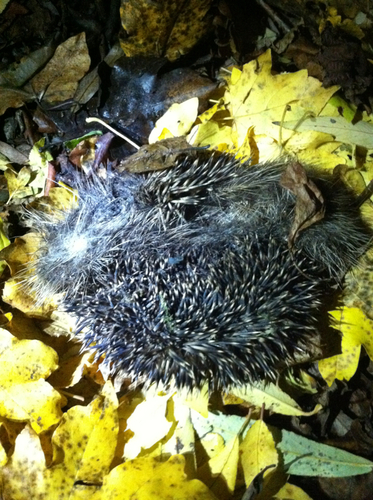 Erinaceus europaeus