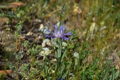 Centaurea graminifolia