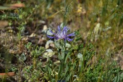 Centaurea graminifolia