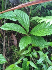 Parthenocissus laetevirens