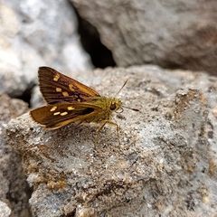 Ochlodes brahma