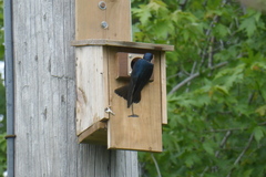 Tachycineta bicolor