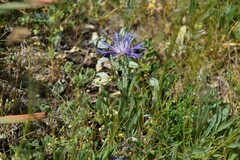 Centaurea graminifolia