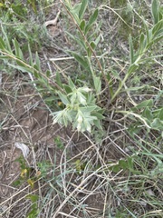 Lithospermum occidentale