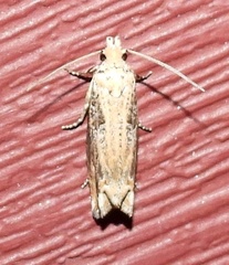 Epiblema chromata