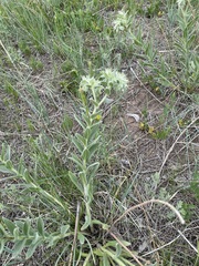 Lithospermum occidentale