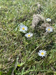Bellis perennis