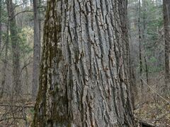 Populus maximowiczii