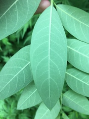 Apocynum