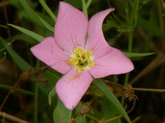 Sabatia campestris