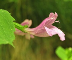 Clinopodium grandiflorum