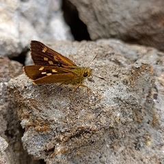 Ochlodes brahma
