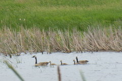 Branta canadensis