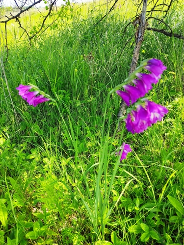 Image of Gladiolus imbricatus by (c) Татьяна Максимова, some rights reserved (CC BY)