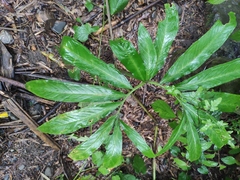 Arisaema heterophyllum