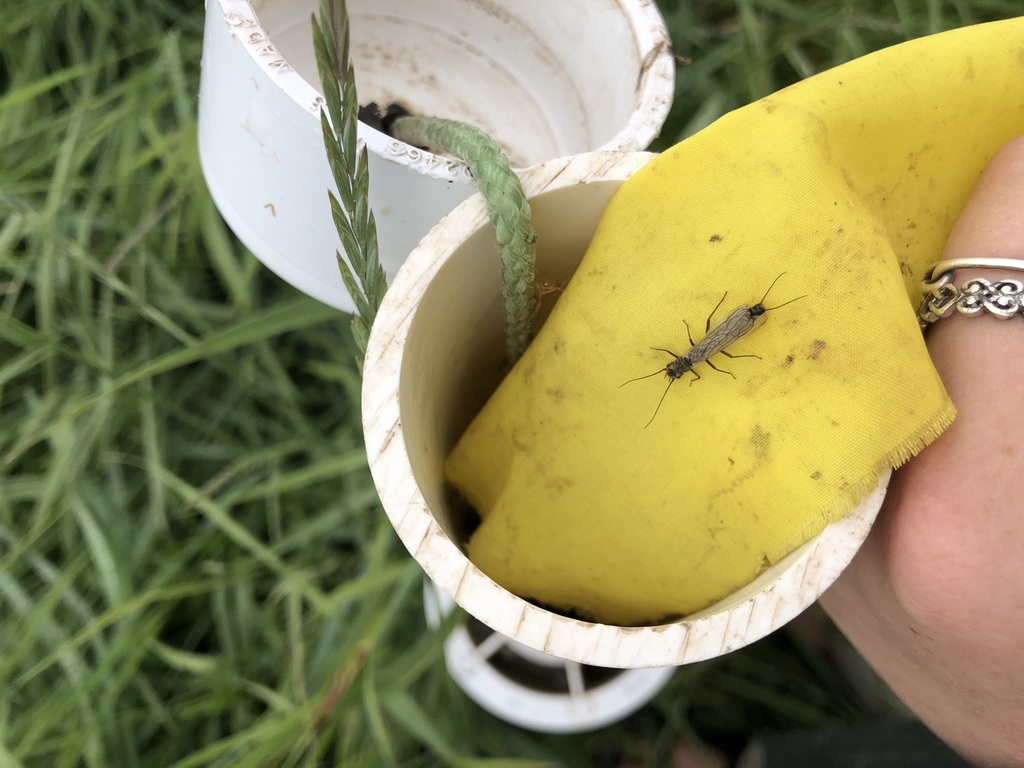 Hyporheic Sallfly
