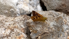 Ochlodes brahma