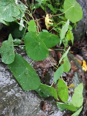 Stephania cephalantha