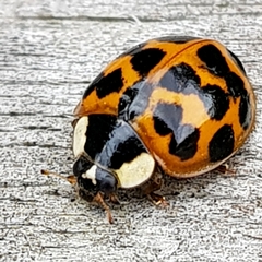 Harmonia axyridis