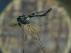 Demeijerea rufipes