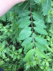 Apocynum