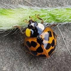 Harmonia axyridis