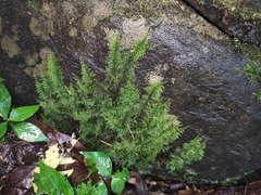 Thuidiopsis sparsa
