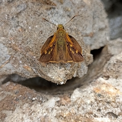 Ochlodes brahma