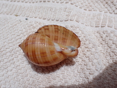 Semicassis undulata