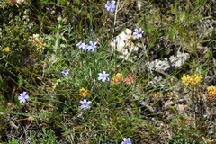 Anthyllis vulneraria alpestris