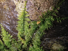 Thuidiopsis sparsa