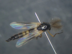 Demeijerea rufipes