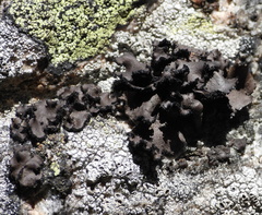 Umbilicaria polyrrhiza