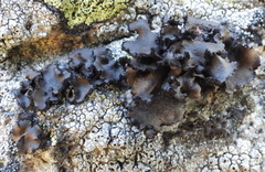 Umbilicaria polyrrhiza