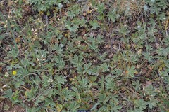 Potentilla cinerea